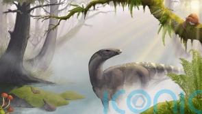 Elgol dinosaur fossil found in 1973 finally extracted from base of cliff on Skye