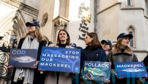 Government went against scientific advice in setting fishing quotas, court told