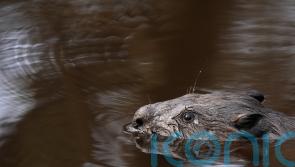 ‘Watershed’ moment as first legal wild release of beavers in England takes place