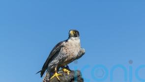 Government backs end to licensed ‘wild take’ of birds of prey for falconry