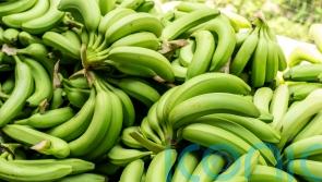 Banana supplies to return to normal after shoppers complain of empty shelves