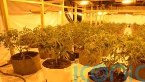 Gang who posed as electricity workers to power cannabis farms jailed