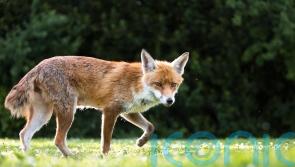 Whisker analysis shows urban foxes getting third of their food from people