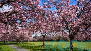 A guide to the best trees for glorious cherry blossom