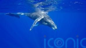 Whales transport vital nutrients from urine and carcasses across oceans – study