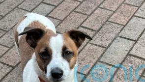 Estimated 1,808 dogs stolen across the UK last year, police figures show