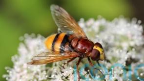 10 things you didn’t know about hoverflies