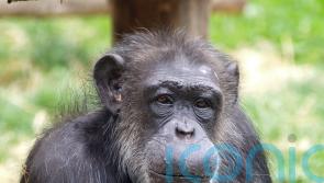 Scientists tell life story of ‘beloved’ tea-drinking celebrity chimp