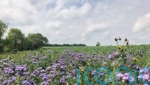 Government under fire over abrupt closure of key nature-friendly farming scheme