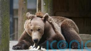 First brown bear to undergo brain surgery emerges from semi-hibernation