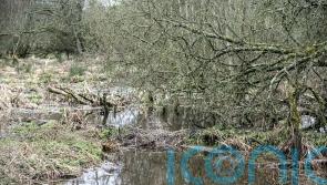 Invest in beaver dams, ponds and wild driveways to curb flooding, report urges