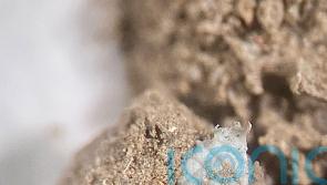 Prevalence of microplastics in soil increased 15 times in four years – study