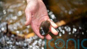 Wind farm developments could wipe out freshwater pearl mussels, expert warns