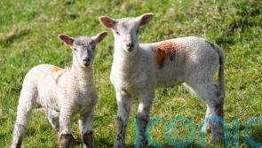 Parts of UK set to be hotter than Ibiza and Corfu next week for start of spring