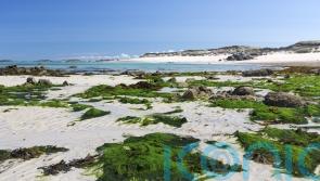 Why you should be using seaweed in your garden