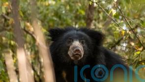 Former home of giant pandas to be turned into habitat for sloth bears