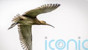 Proposed hydro scheme could threaten habitat of endangered birds, says RSPB