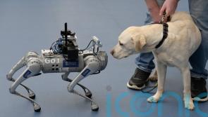 Robot dog developed to support blind and visually impaired