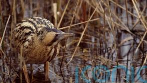 Conservationists hail record year for UK’s loudest bird after previous concern