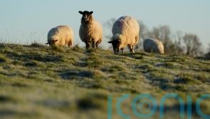 Warning for farmers after first case of bird flu discovered in a sheep