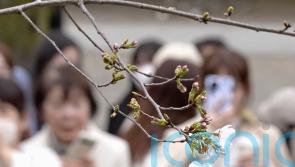 Japan’s cherry blossom season begins as first blooms appear in Tokyo