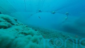 Bottom trawling dubbed ‘marine deforestation’ as activists push for sweeping ban