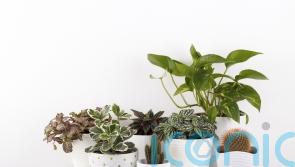 5 of the easiest houseplants to grow