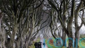 Trees made famous by Game Of Thrones ‘coming to end of their natural lives’