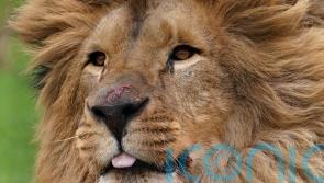 Animal sanctuary opens ‘forever home’ for five lions rescued from Ukraine