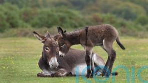 Discover where the wild things really are in the UK this spring