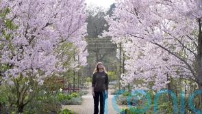 ‘Spectacular year’ for Japanese cherry blossoms at RHS Wisley