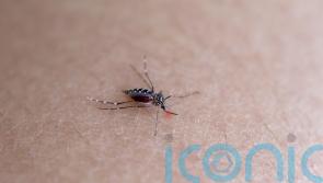 Cases of dengue fever in people returning from abroad reach new high, data shows