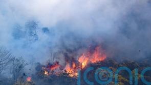 Wildfires having a ‘devastating impact’ on environment, says Andrew Muir
