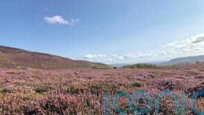 Heather burning ban on peatland to be expanded under Government plans