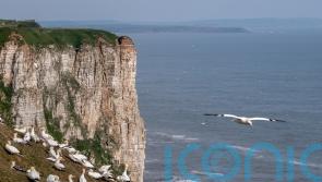 Seabird modelling tool could transform offshore wind planning, study shows