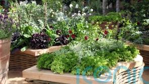 What you can do with just a metre of outdoor space
