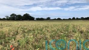 Growing cover crops to prevent bare fields helps soil and wildlife – study