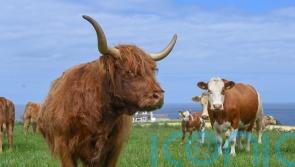 Get back to nature with an authentic farm stay