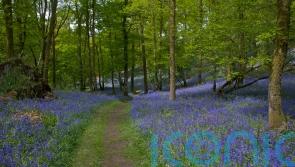 Best places to see bluebells this spring
