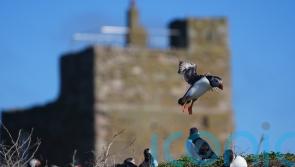 Visitors welcomed back to the Farne Islands for spectacular puffin show