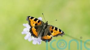 Half of UK butterfly species in long-term decline, monitoring reveals