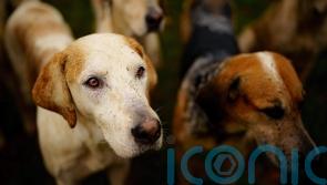 Trail hunting a ‘smokescreen’ for illegal fox hunts, MP says in jail terms plea