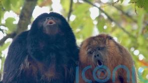Yodelling monkeys produce greater frequency jumps than humans, study shows