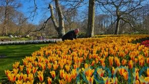 Flower lovers flock to spring tulip vistas at famous Dutch park
