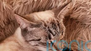 Owner’s disbelief as cat missing since November found more than 300 miles away