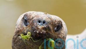 Galapagos tortoises become first-time parents aged nearly 100