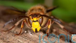 Why you should welcome these scary-looking critters into your garden