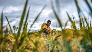 Fears over world’s largest deforestation project in Indonesia