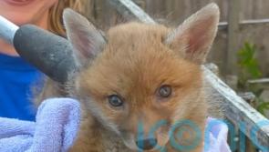 Fox cub stuck in gap after waiting for mother to bring food rescued by RSPCA