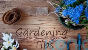 Chelsea designers offer gardening hacks for beginners